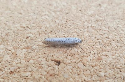 Bird-cherry Ermine 