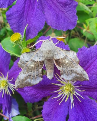 Poplar Hawkmoth 