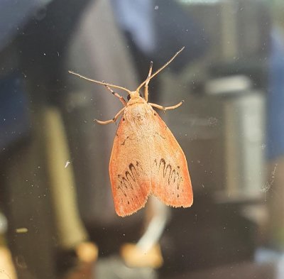 Rosy Footman 