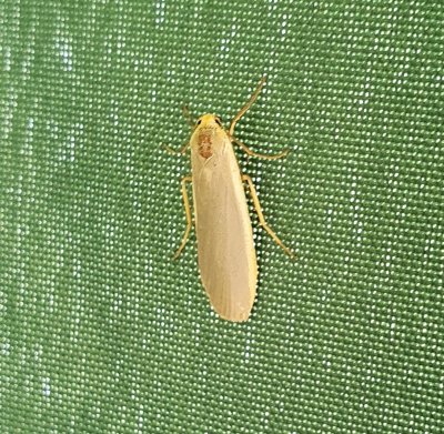 Scarce Footman 