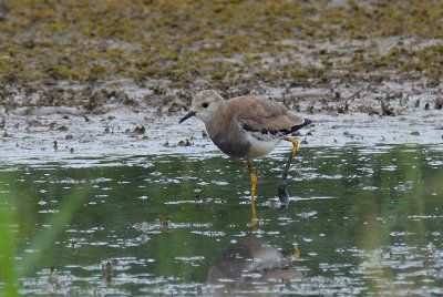 White-tailed Lapwing