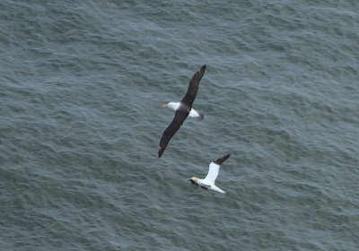 Black-browed Albatross