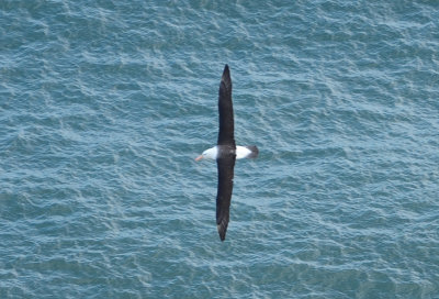 Black-browed Albatross
