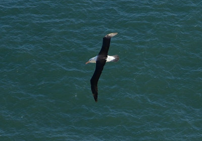 Black-browed Albatross