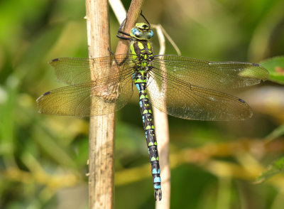 Southern Hawker