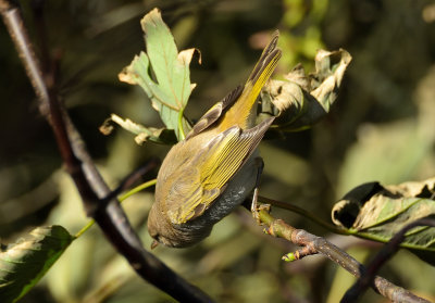 Western-Bonelli's Warbler