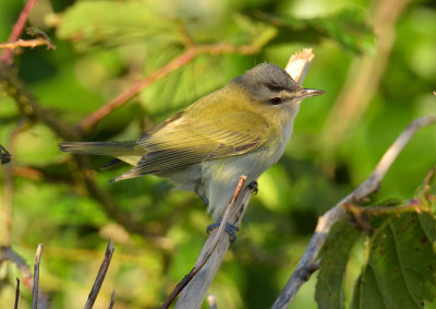 Red-eyed Vireo