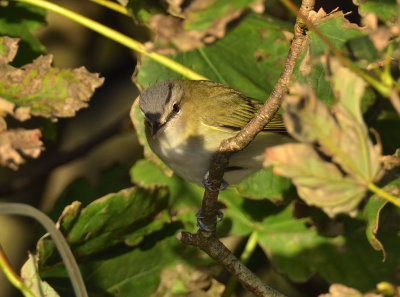 Red-eyed Vireo