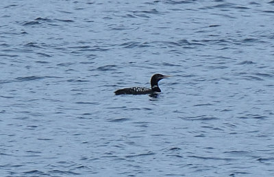 White-billed Diver