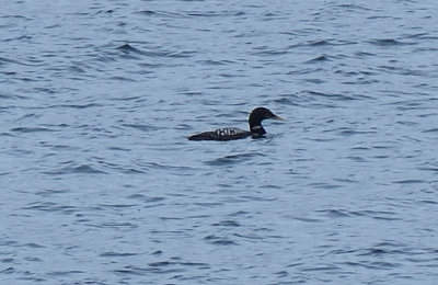 White-billed Diver