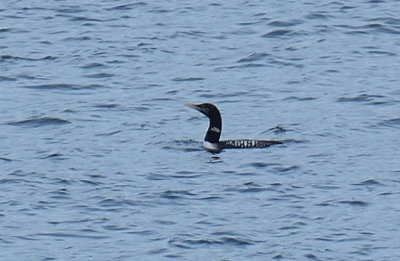 White-billed Diver