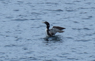 White-billed Diver