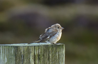 Woodchat Shrike