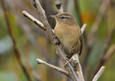 Wren