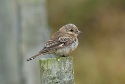 Woodchat Shrike