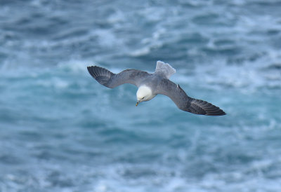 Fulmar