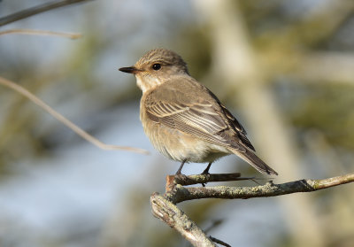 Spotted Flycatcher