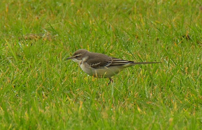 Yellow Wagtail