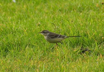 Yellow Wagtail