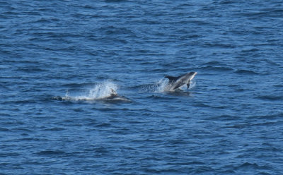 White-beaked Dolphin 