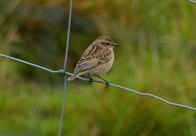 Whinchat