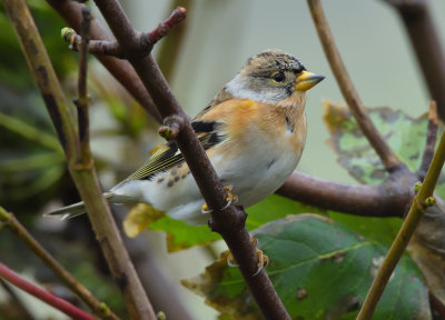 Brambling