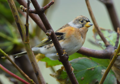 Brambling