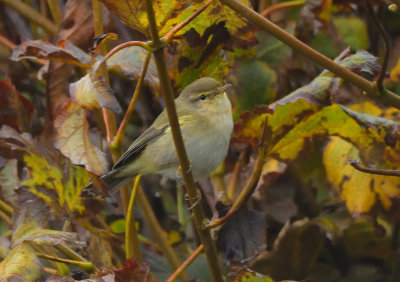 Chiffchaff