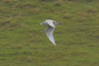 Glaucous Gull