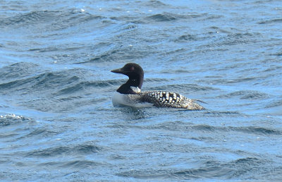 Great-northern Diver