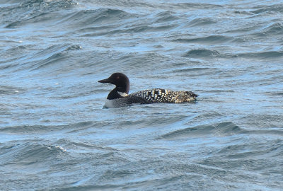 Great-northern Diver