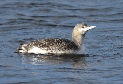 Red-throated Diver