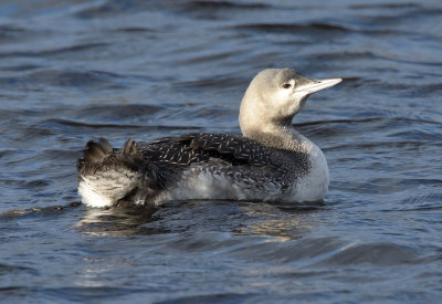 Red-throated Diver