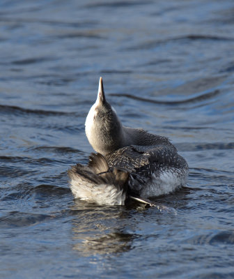 Red-throated Diver