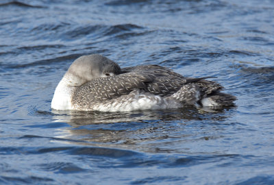 Red-throated Diver