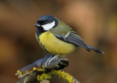 Great Tit