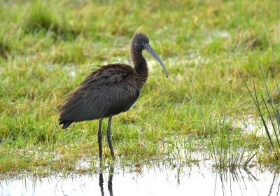 Glossy Ibis