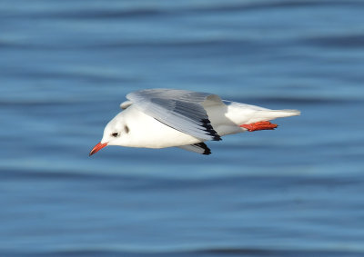 Black-headed Gull