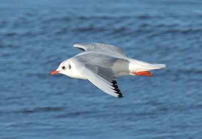 Black-headed Gull