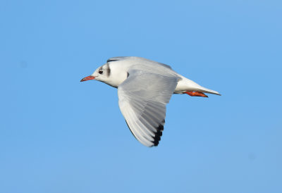 Black-headed Gull