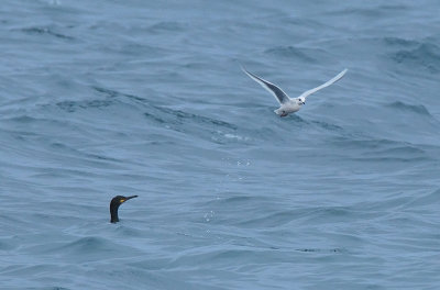 Ross's Gull