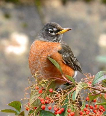 American Robin