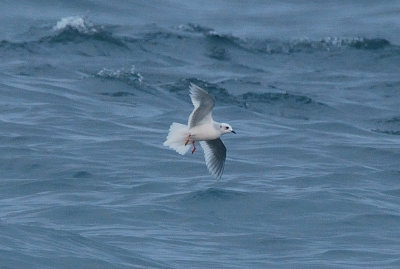 Ross's Gull