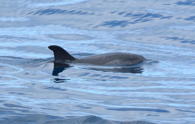 Atlantic Spotted Dolphin 