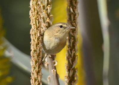 Canary Islands Chiffchaff