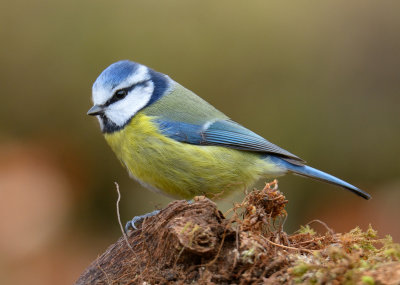Blue Tit