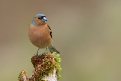 Chaffinch