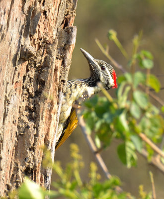 Lesser Flameback