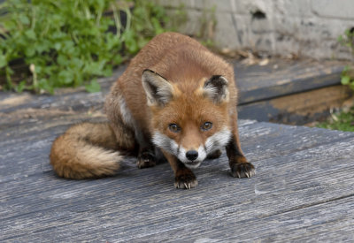 Fox