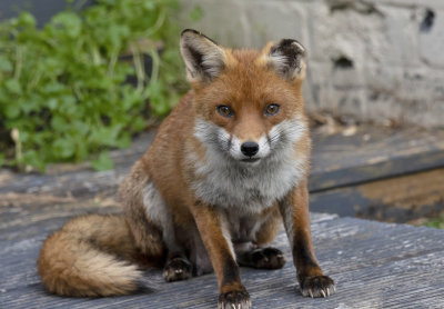 Fox
